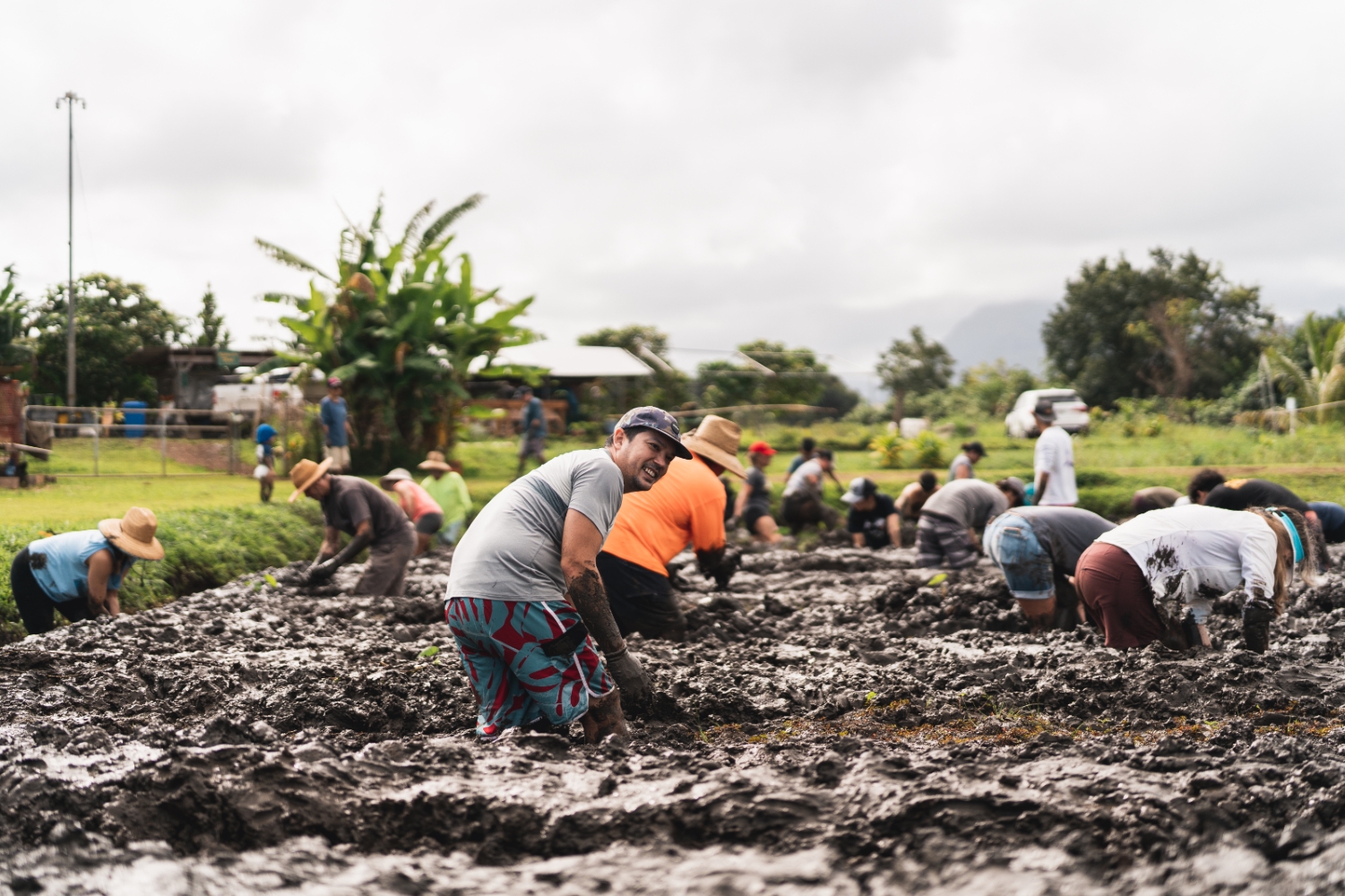 Workday at Kākoʻo ʻŌiwi. Heʻeia Uli, Oʻahu