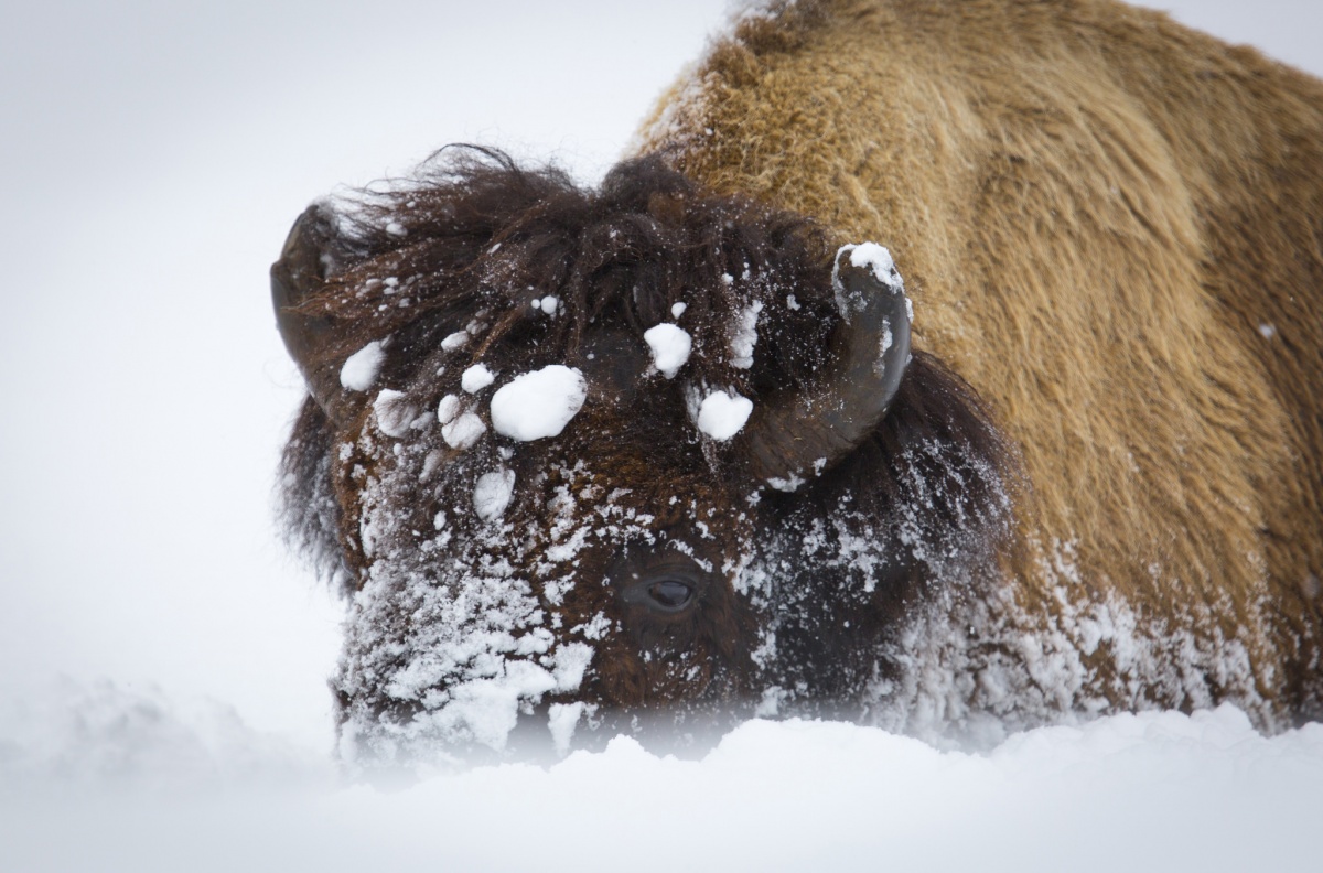 Bison in the snow at Yellowstone National Park. 