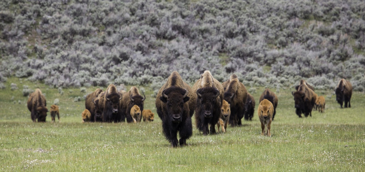 Bison herd on the move. 