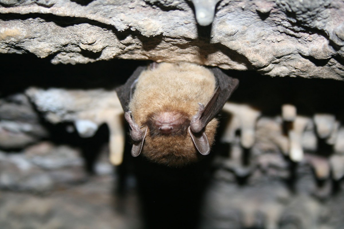 Bumblebee Bat is the World's Smallest Mammal — Dan's Pet Care