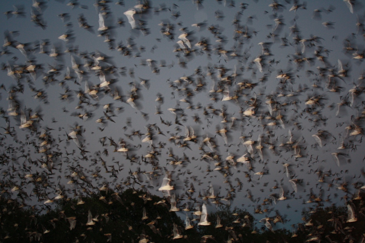 Bumblebee Bat is the World's Smallest Mammal — Dan's Pet Care