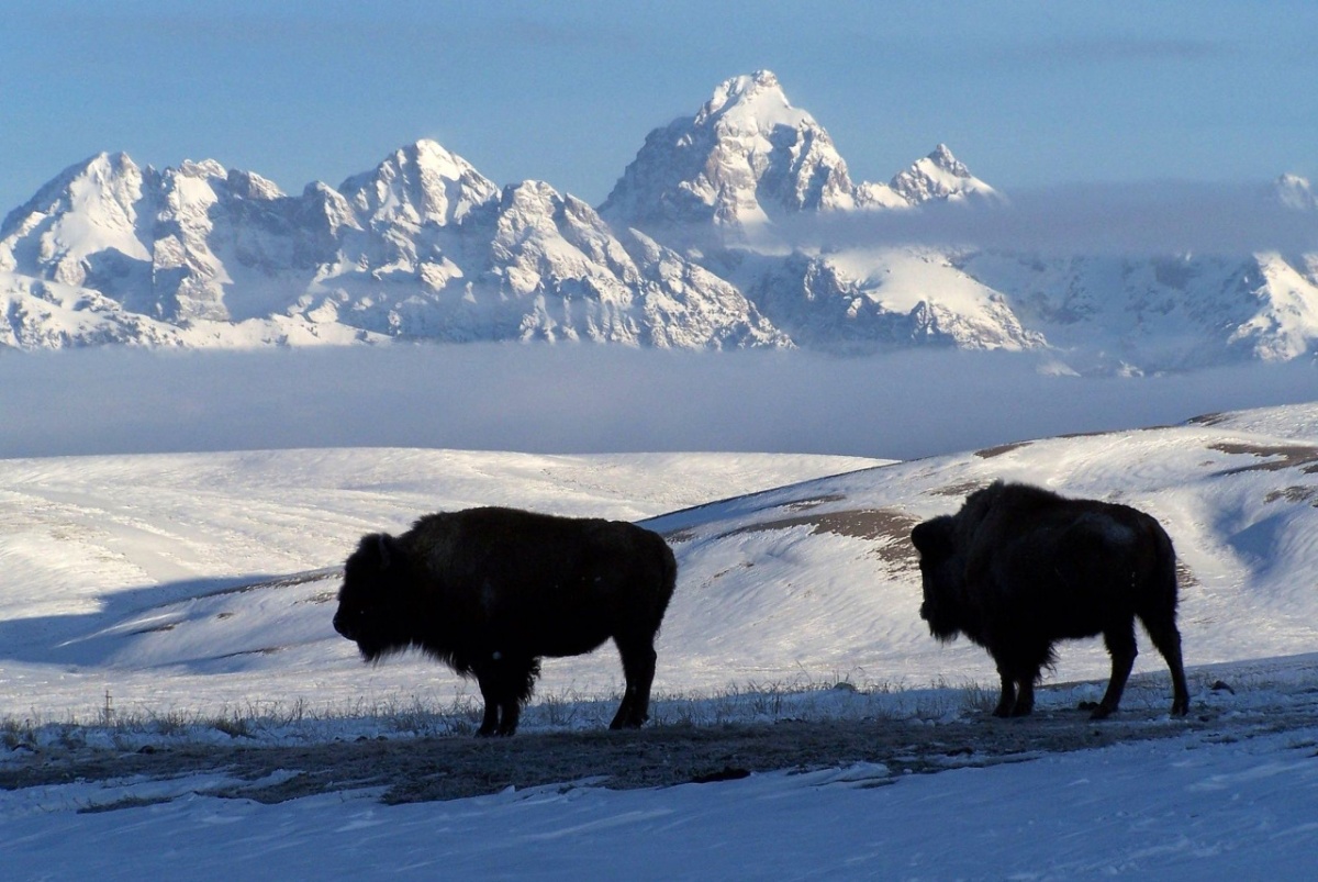 Bison standing in the snow at the National Elk Refuge in Wyoming.