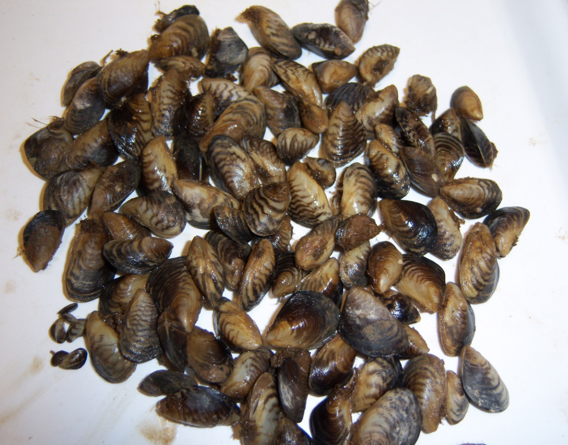 Handful of invasive quagga mussels on a white surface. 