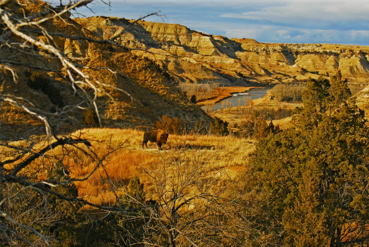 A bison stands alone in Theodore Roosevelt National Park in North Dakota. 
