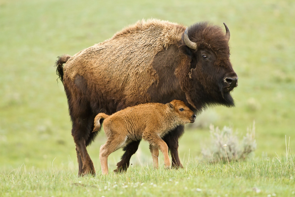 A bison watching over a calf at Yellowstone National Park. 