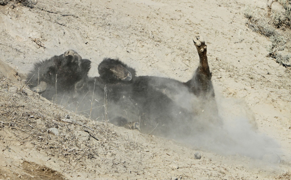 A bison rolling around in the dirt. Photo by Jim Peaco, National Park Service.