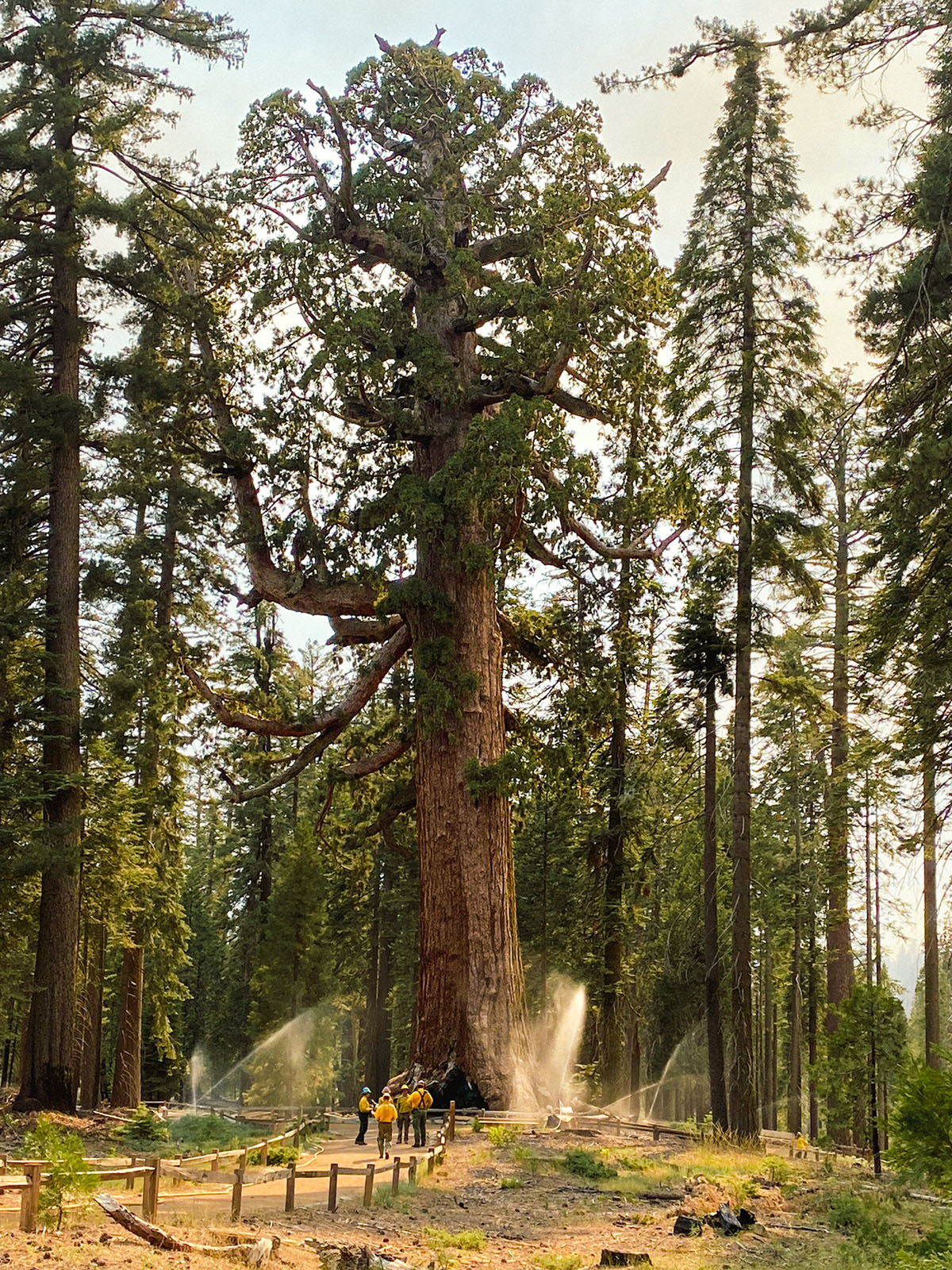 Sprinklers protect the Grizzly Giant sequoia tree during the Washburn Fire. Photo by M. Steller, NPS.