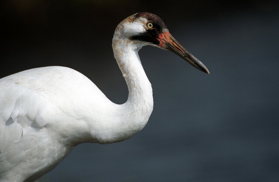 Side view of a whooping crane's white upper body and black and red head