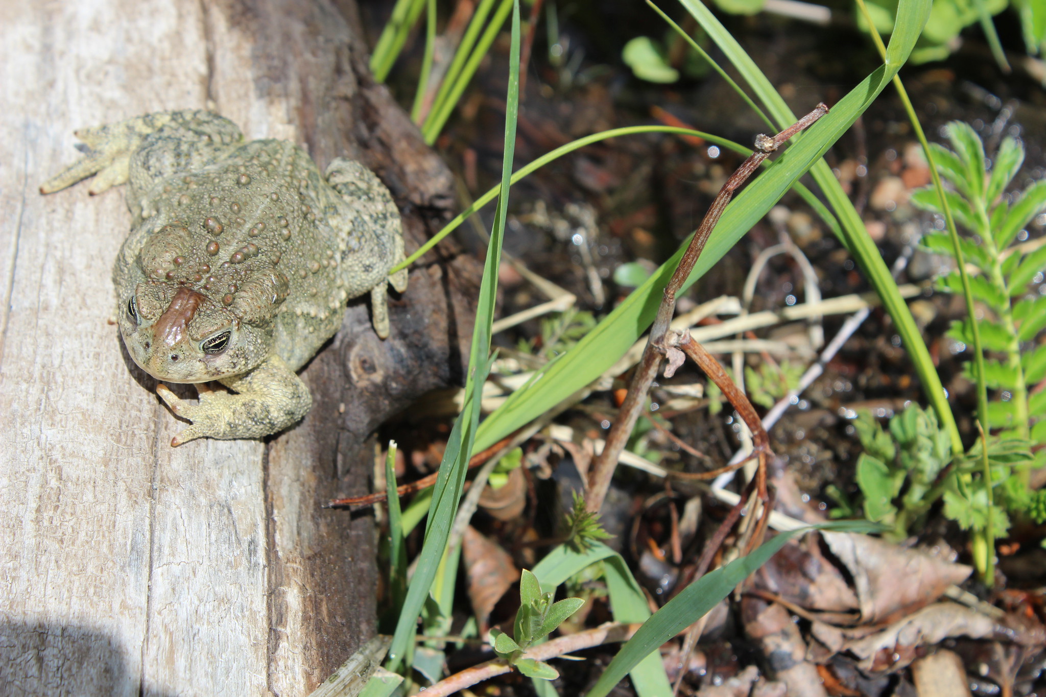 Toad basks in the sunlight.