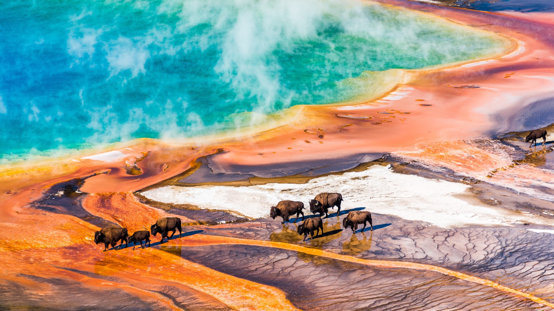 Eight bison walking by the Grand Prismatic Spring. 