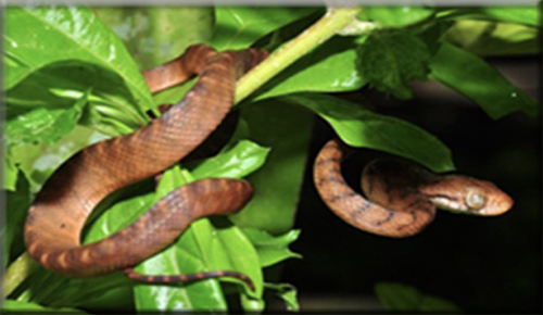 invasive species photo 