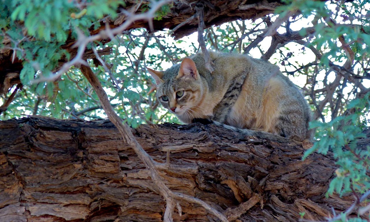 African wildcat crouches in a tree.