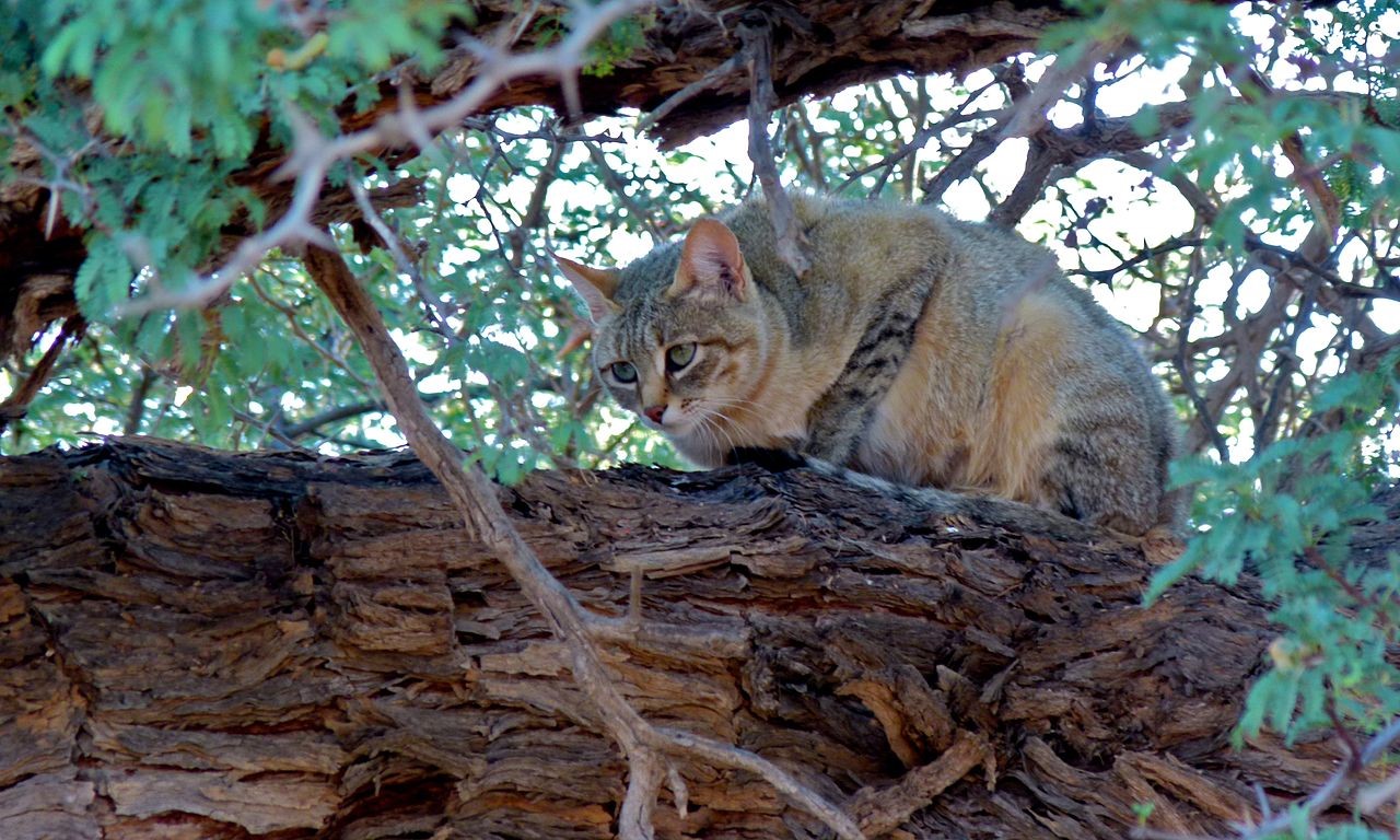 From Wild Cats To Adventure Felines U S Department Of The Interior from-wild-cats-to-adventure-felines-u-s-department-of-the-interior