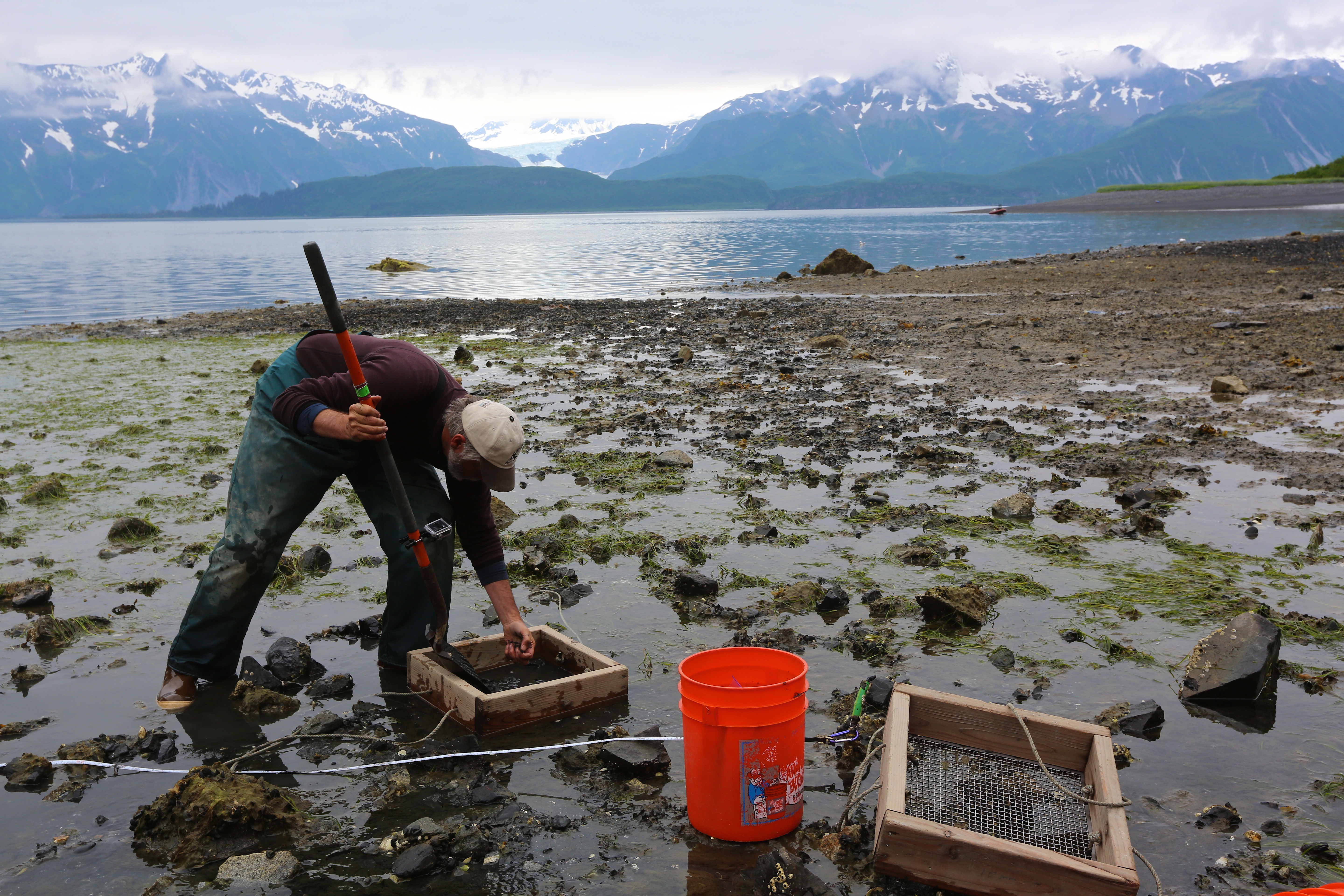 USGS researcher holds a shovel and a handful of soil while gathering data in Alaska.