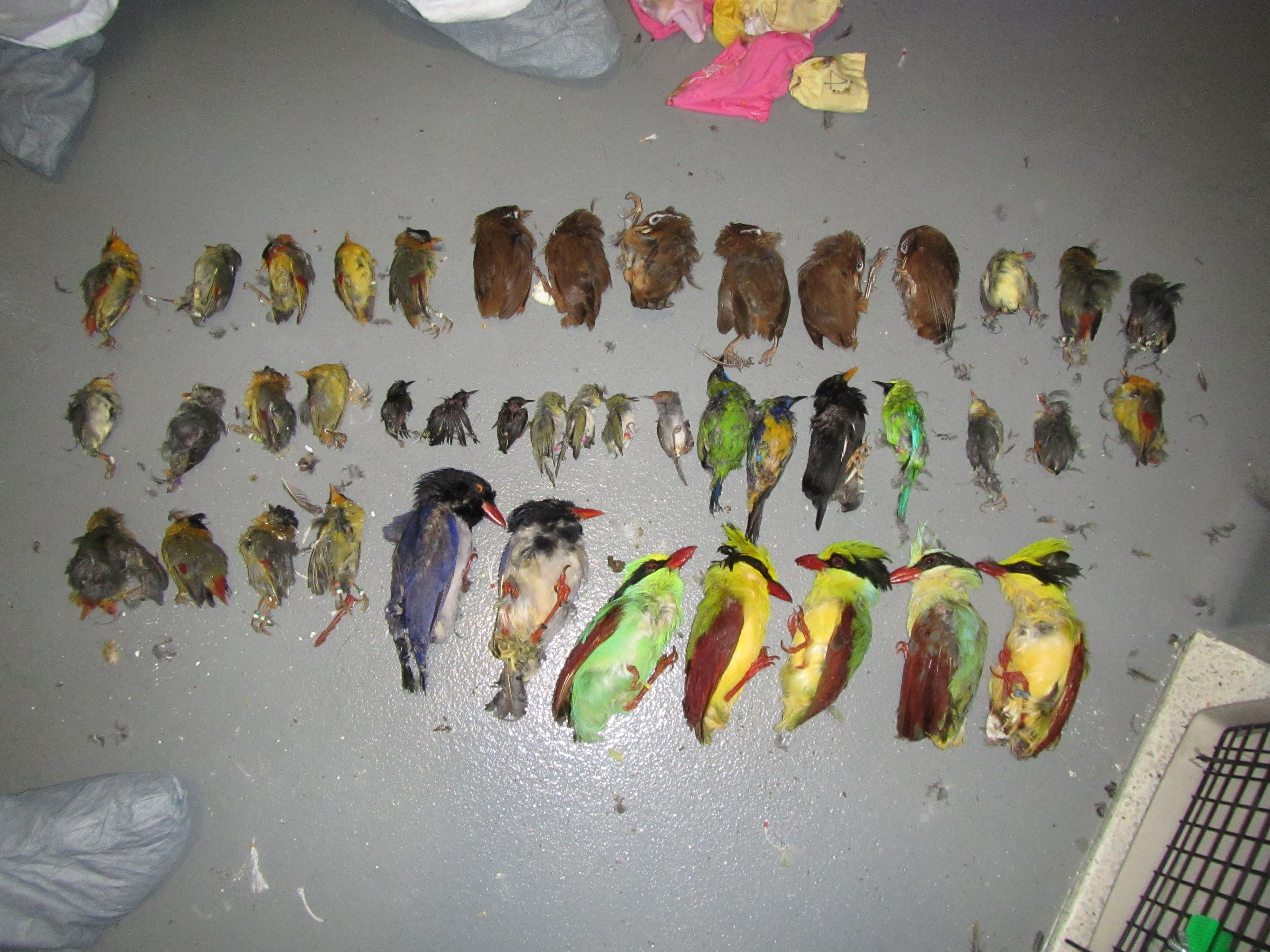 10 Things Poachers Don't Want You to Know about Wildlife Trafficking . Department of the Interior 10 Things Poachers Don't Want You to Know about Wildlife Trafficking . Department of the Interior