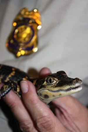 A small alligator in a hand with a law enforcement badge showing behind it