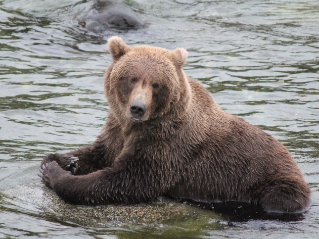 Brown bear poses on a river rock and looks toward the camera.