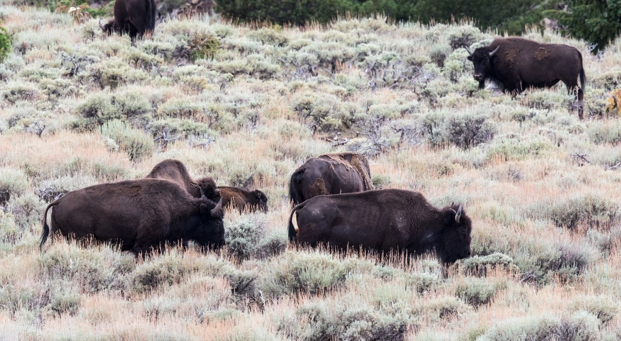 A herd of bison grazing on prairie grass.