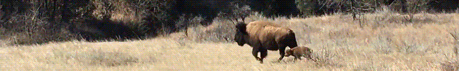 Bison and junior bison walking