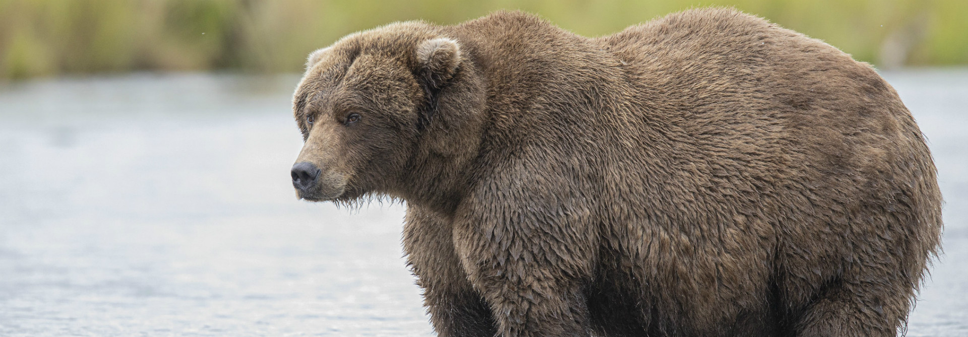 Dakota Grizzly Size Chart