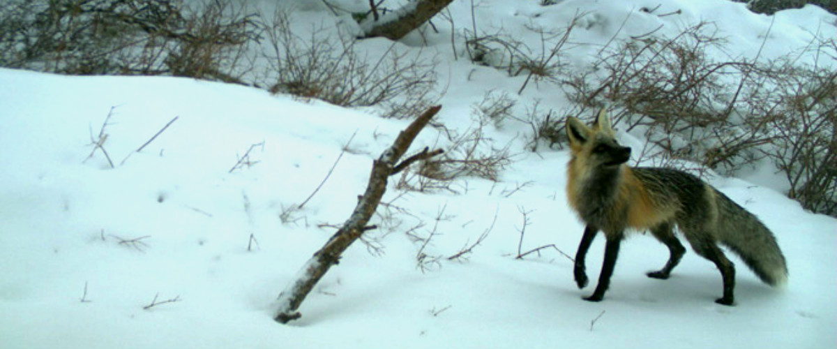 Sierra Nevada Red Fox in snow