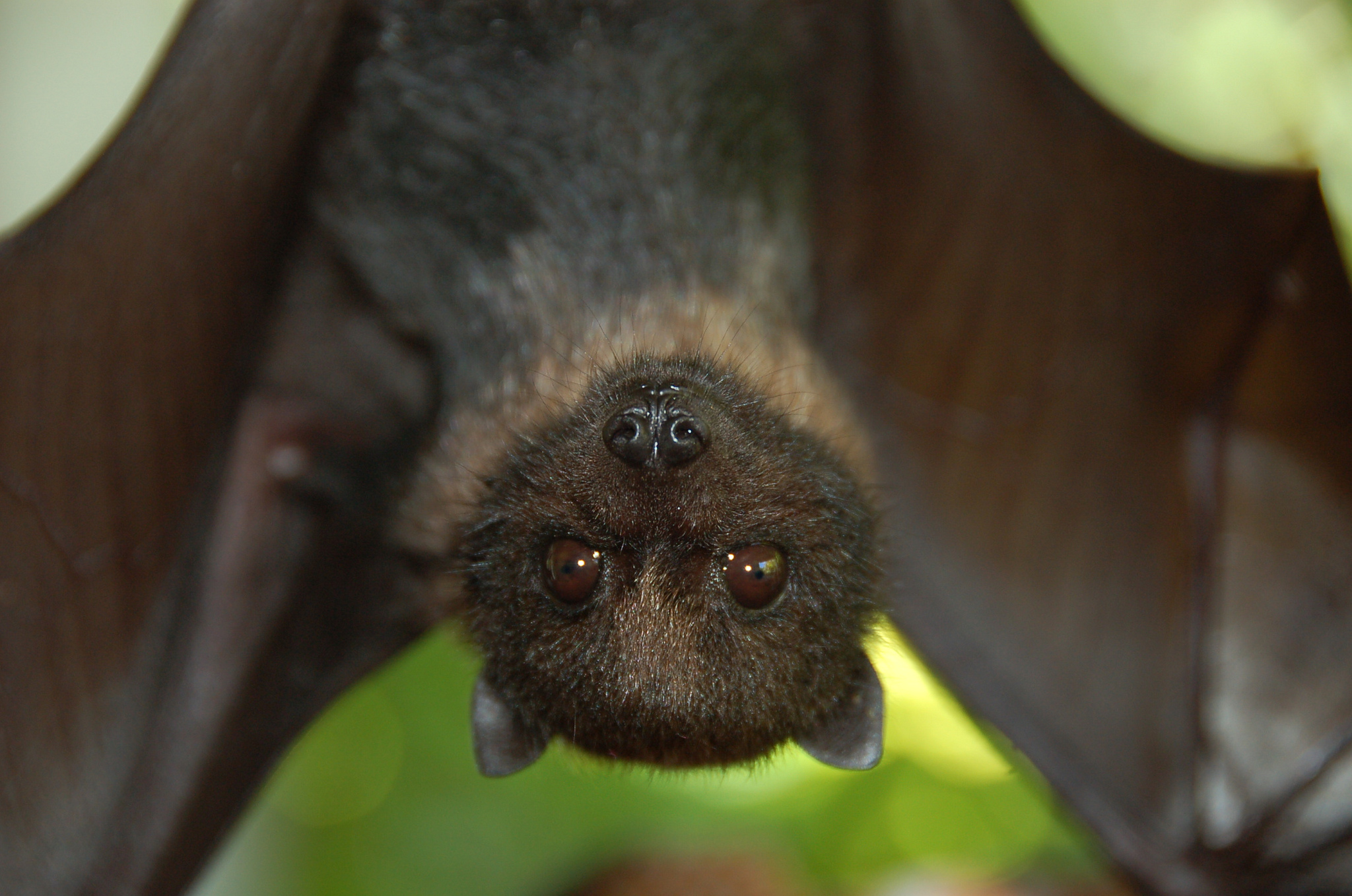 13 Awesome Facts About Bats | U.S. Department of the Interior