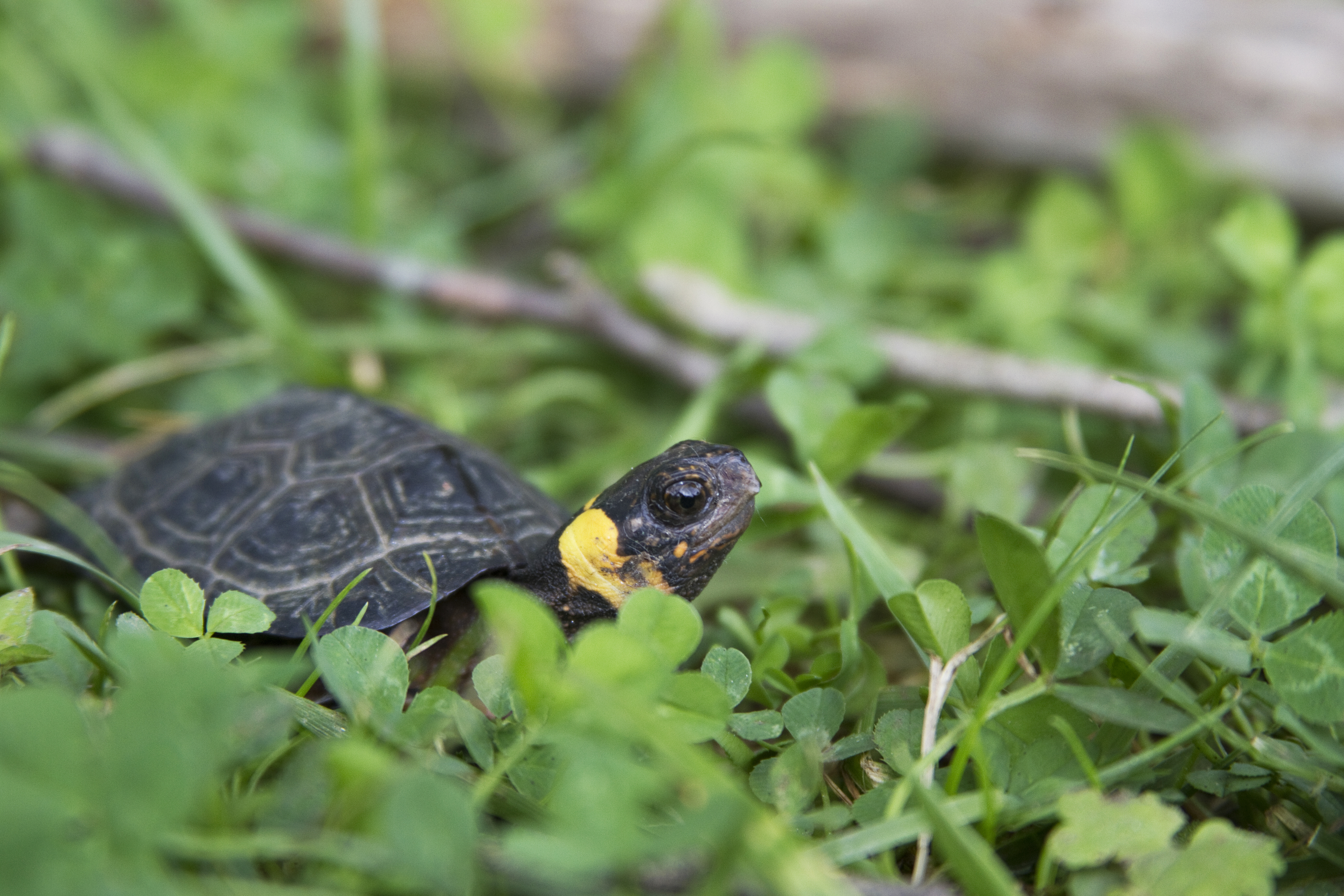 A small turtle that is black and yellow sitting in clover
