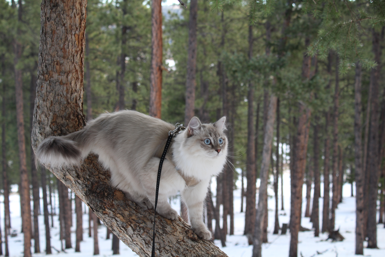 Long-haired domestic cat on a leash poses on a tree.