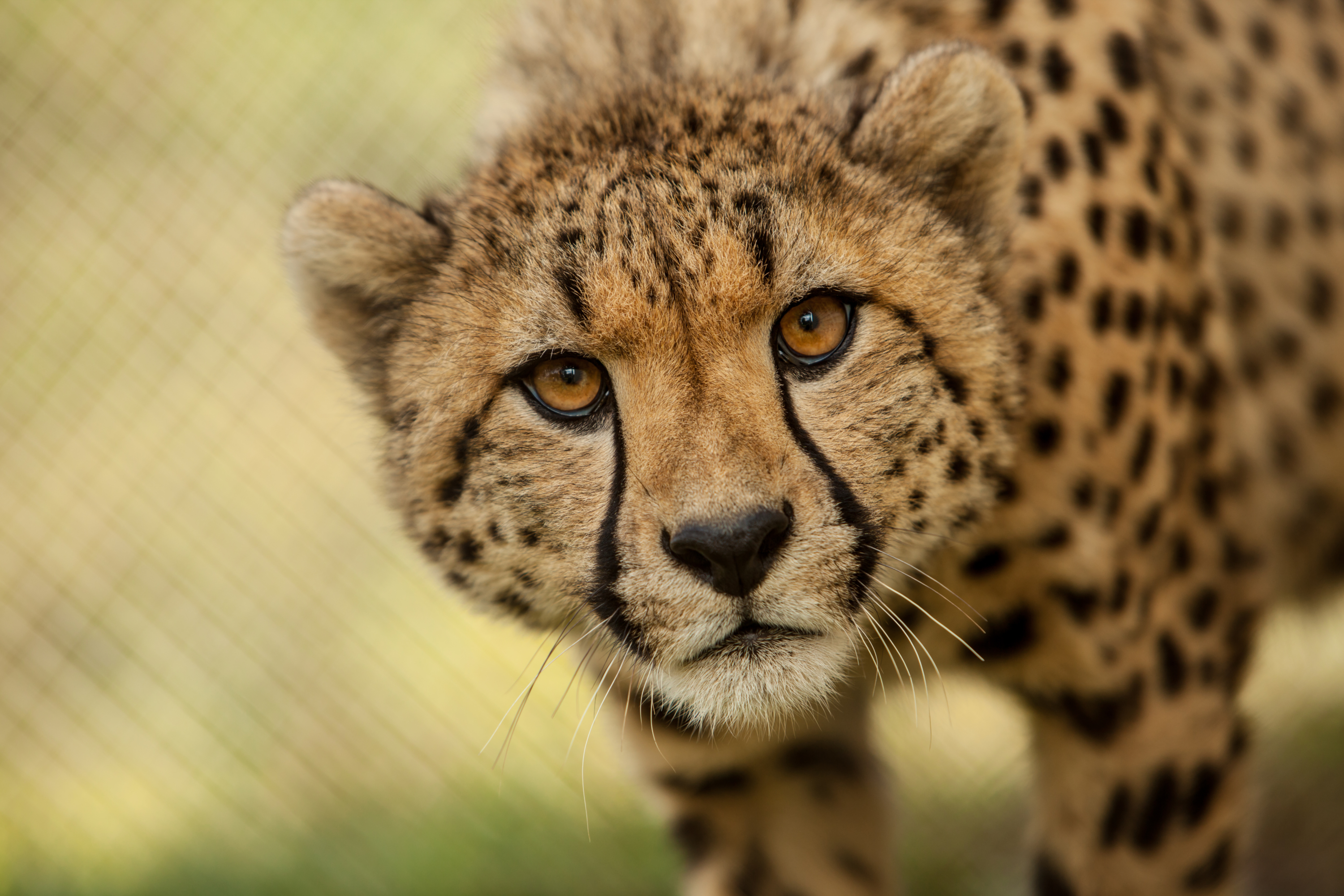 A cheetah stares back at the camera
