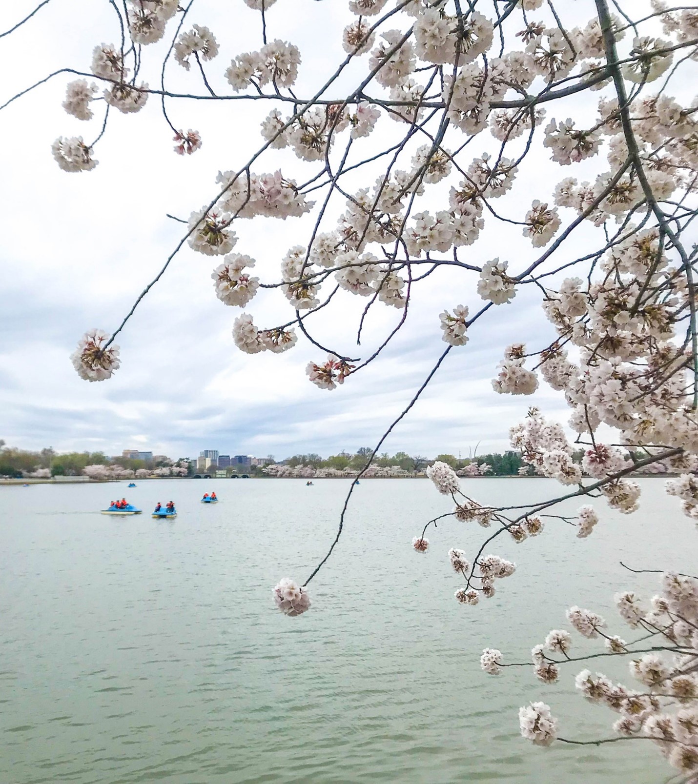 Cherry blossoms in the foreground with several paddle boats in the distance. 
