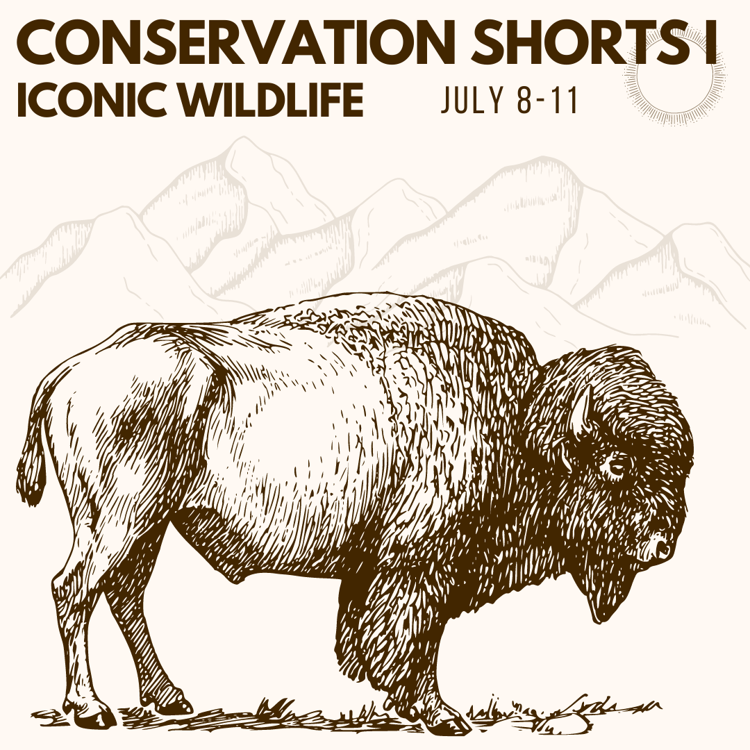 DCEFF event icon showing a bison standing in right profile against a mountain range with the words, "Conservation Shorts I / Iconic Wildlife / July 8-11" above