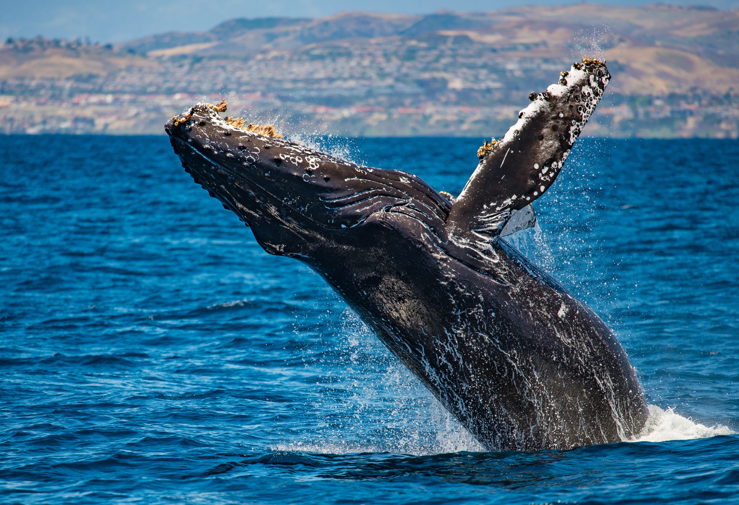 a whale breaches the surface of the ocean