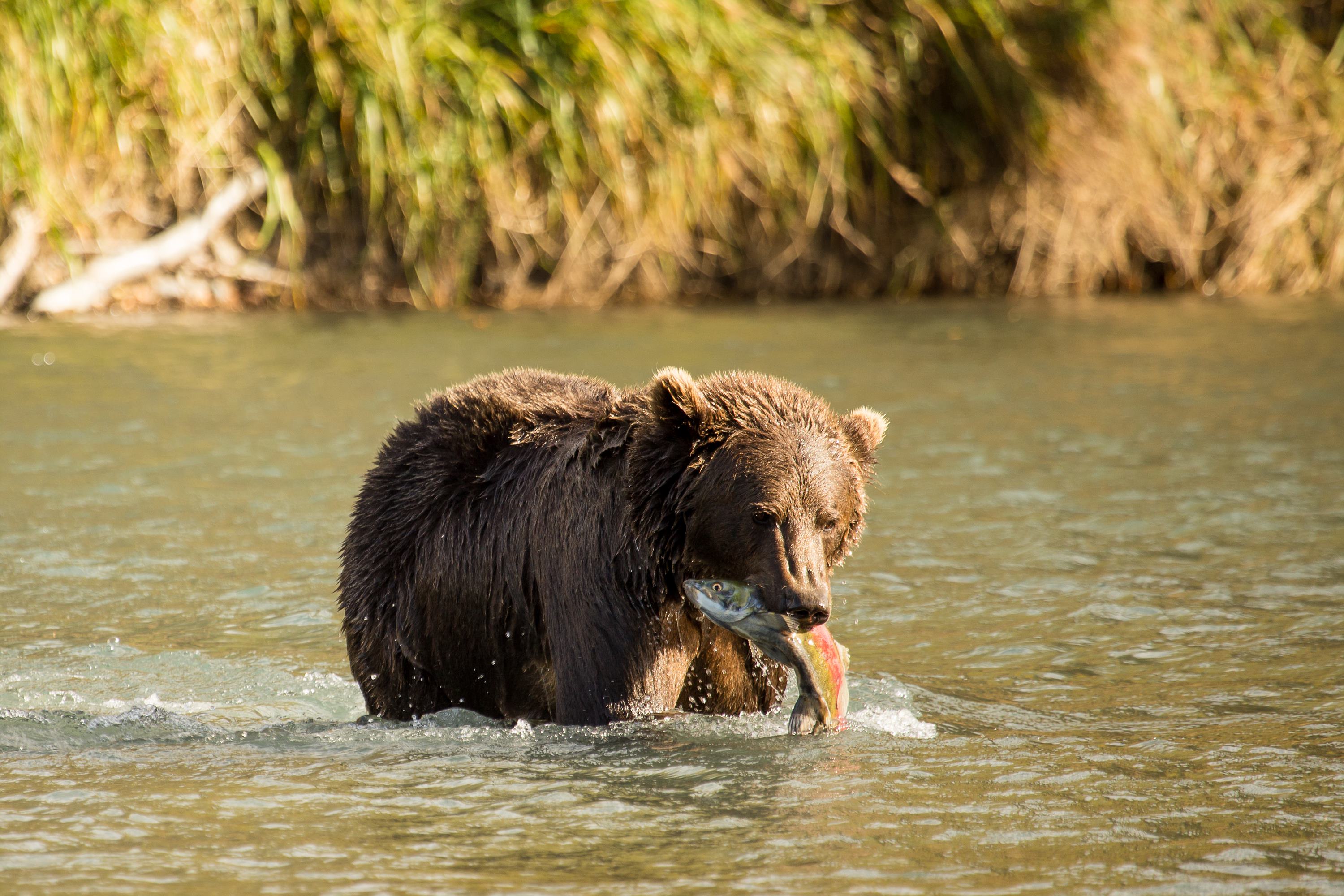 a bear walks on the beach with a fish in its mouth