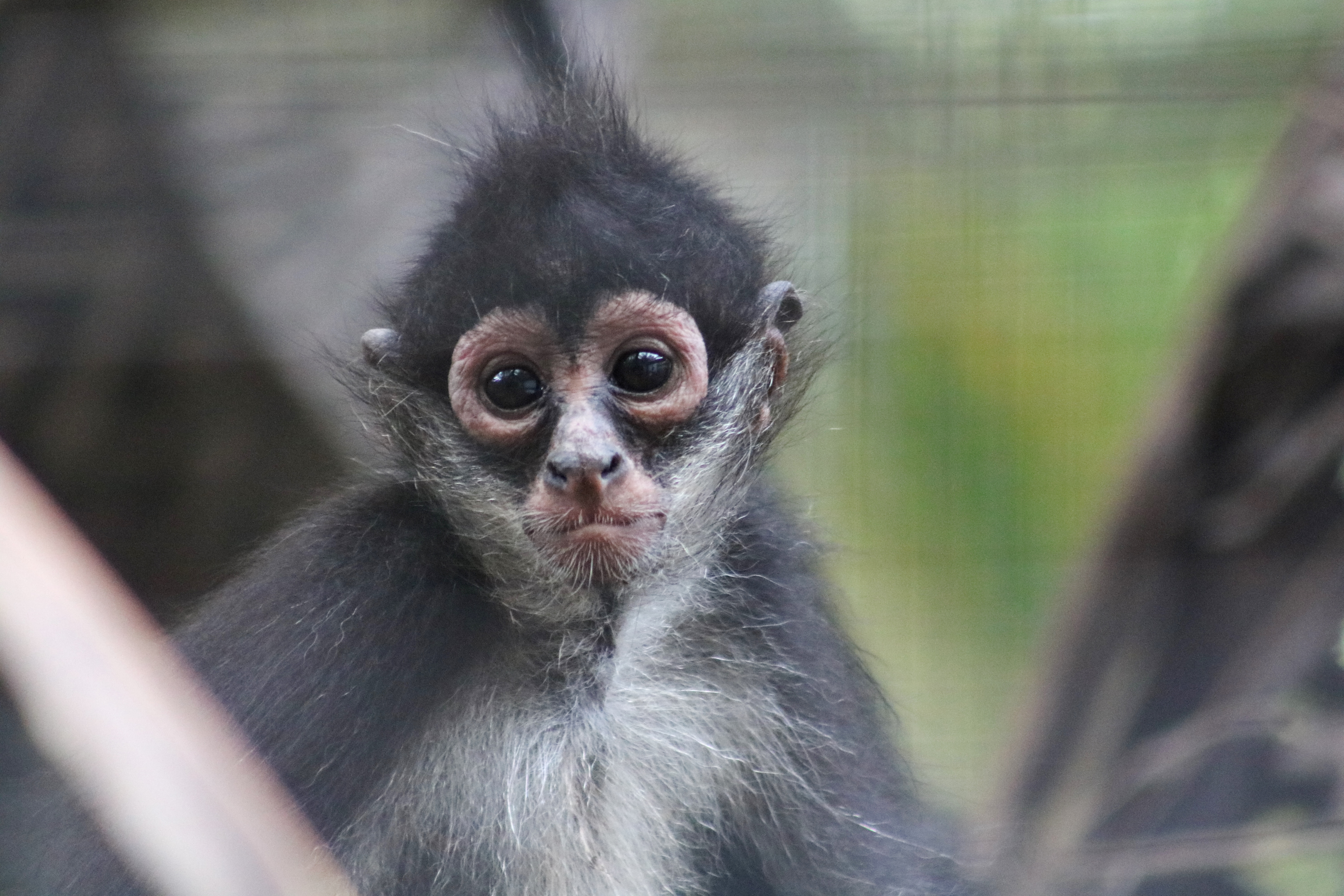 A monkey's face looks at the camera