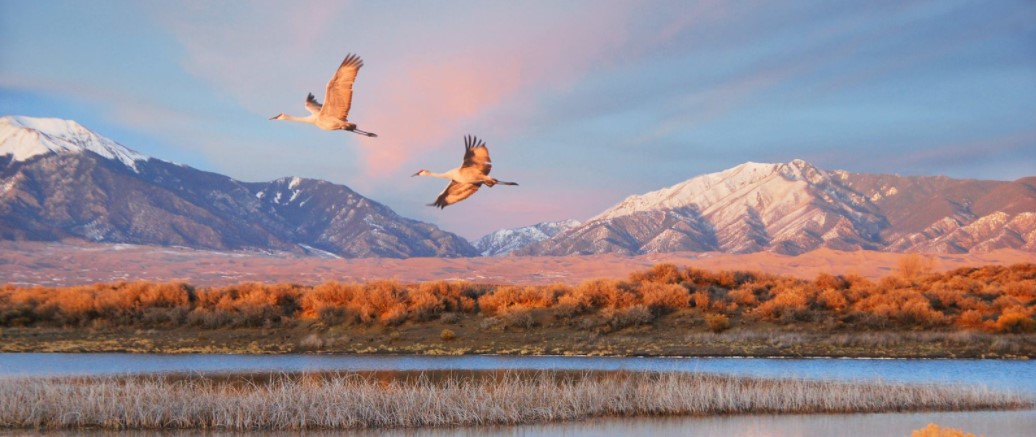 Birds fly over water at Great Sand Dunes.