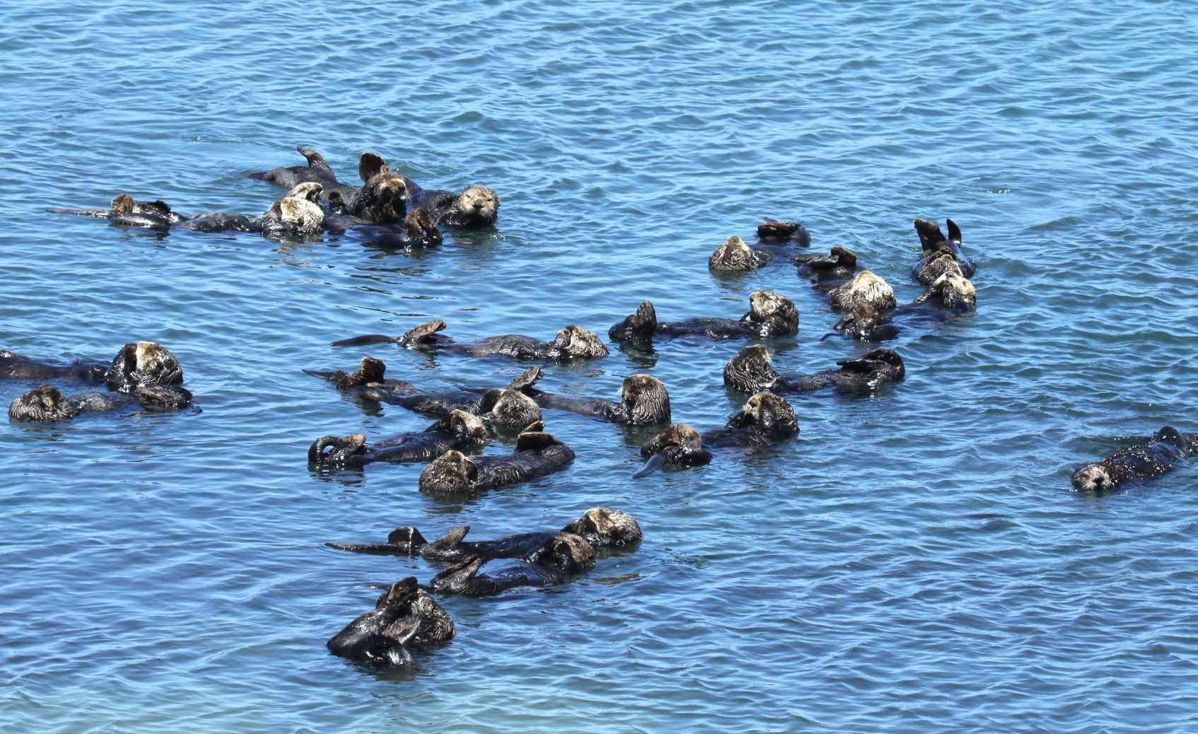 A large group of sea otters all float together in the water