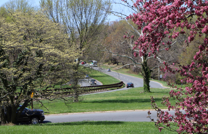 Pretty image of winding parkway in spring with cars and blooming cherry blossom trees.