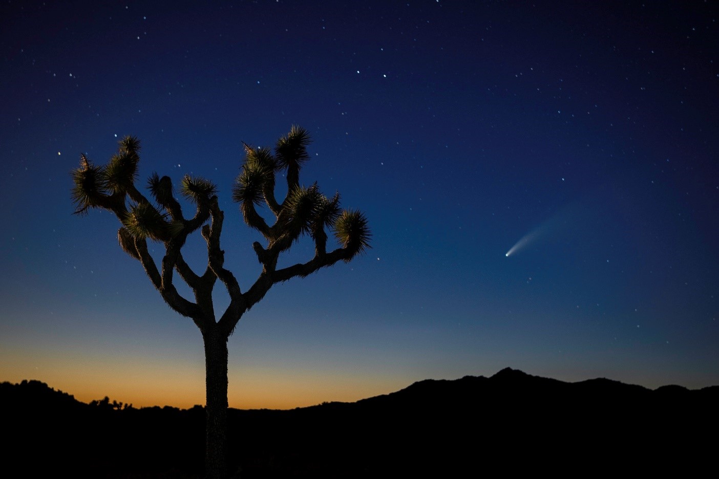 A Joshua tree stands alone in the twilight, against silhouetted mountains in the distance at Joshua Tree National Park. Photo by National Park Service.