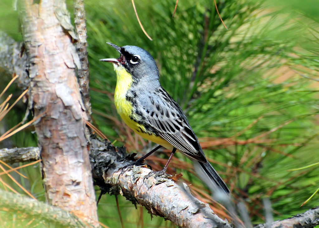 A small bird with a gray back and yellow belly perches on a small limb.