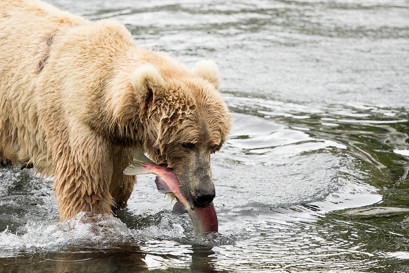 Light brown bear stands in a river with a fish in its mouth.