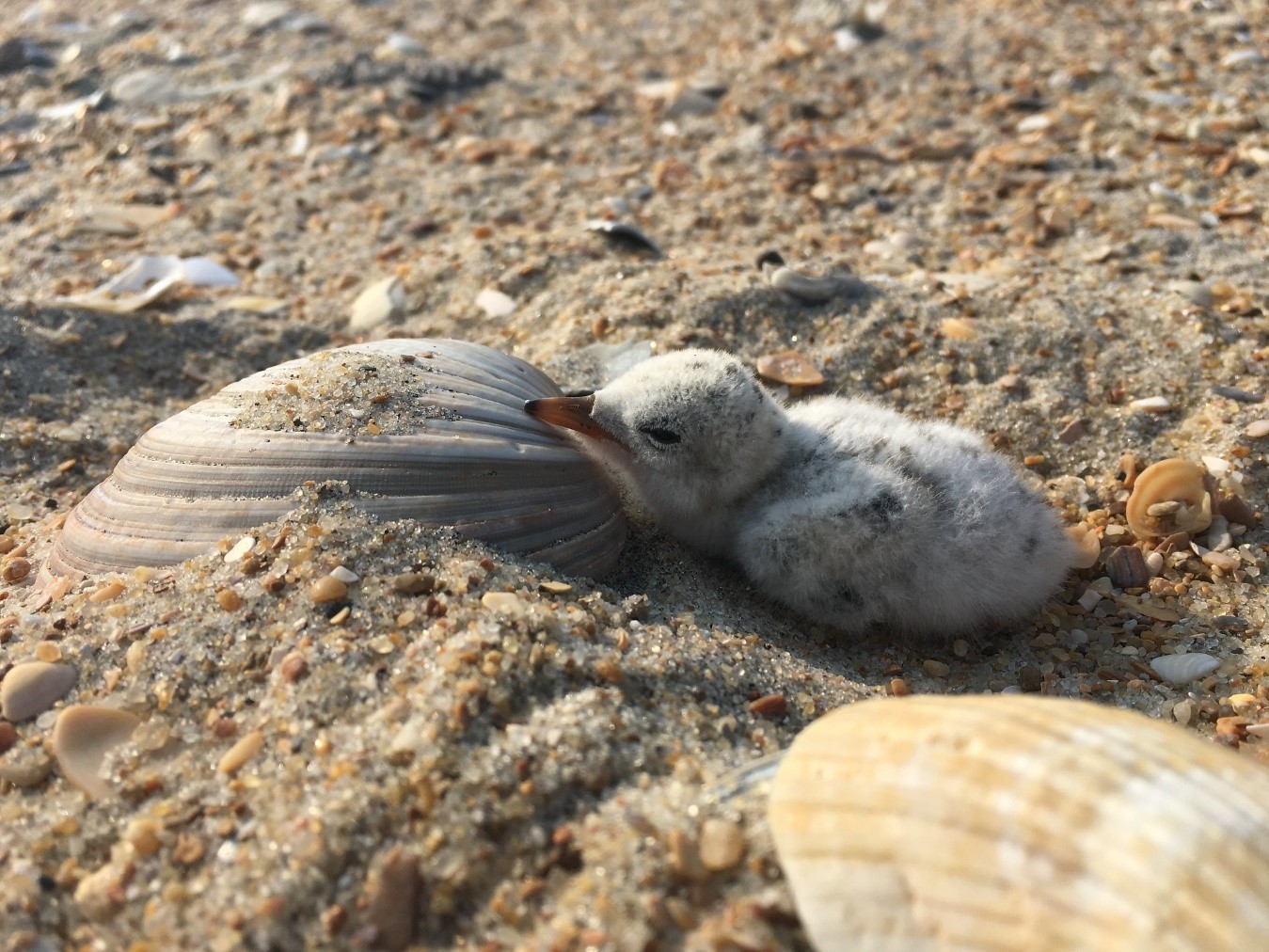 Small baby bird rests head on a shell at a sandy beach.