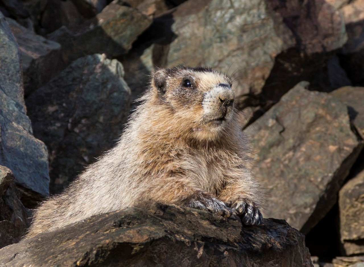 A marmot strikes a pose on a rock.