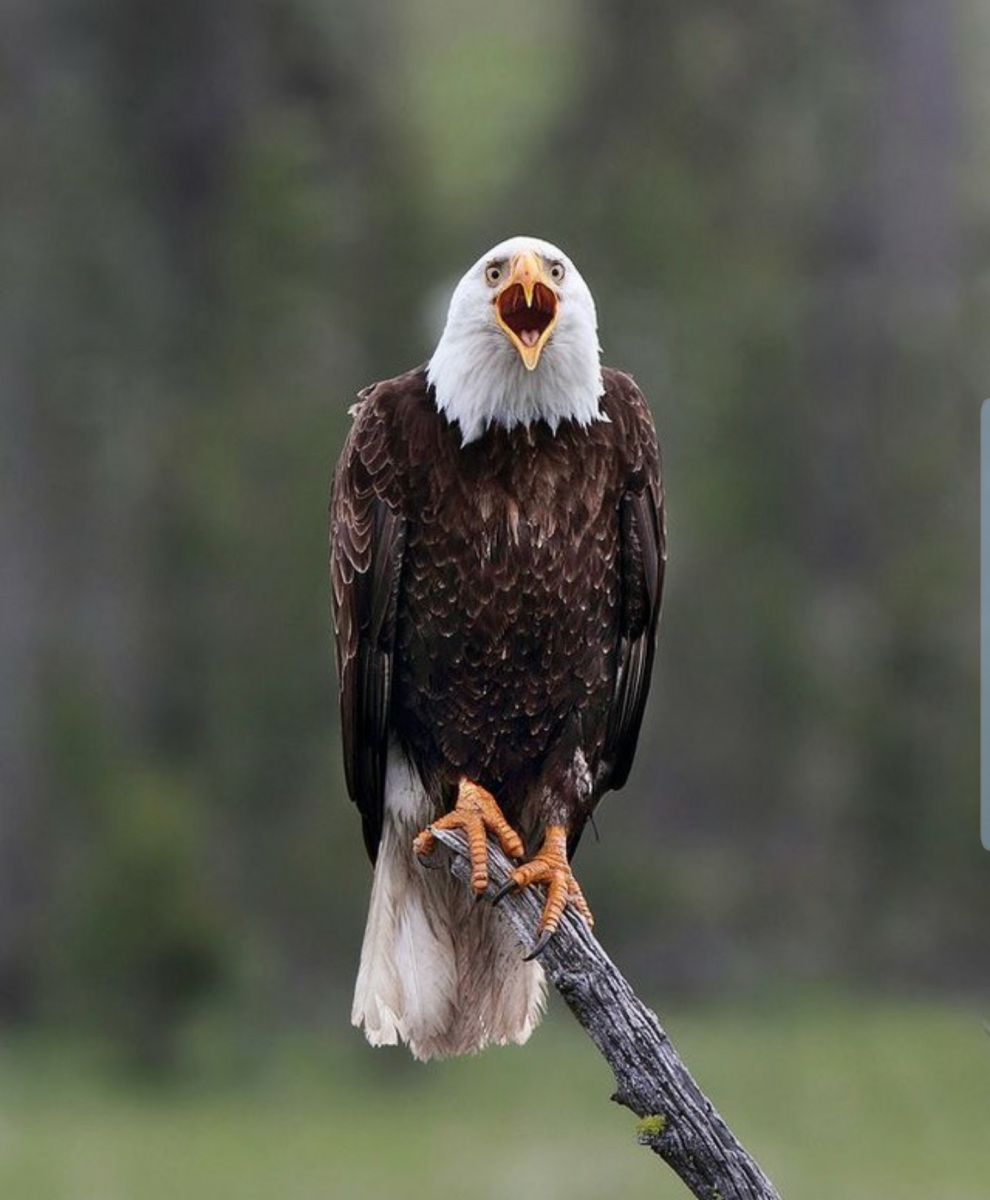 This is an image of an eagle shouting. 