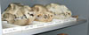 Grizzly bear fossil skulls in museum storage