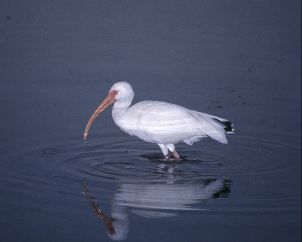 ibis