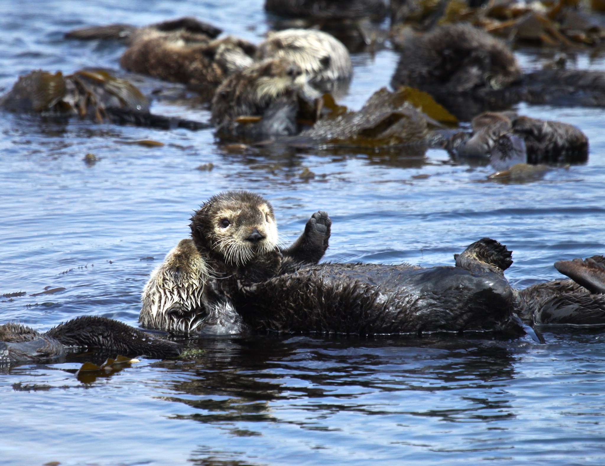 A baby sea otter lays on its mothers stomach while they both float in the water with other otters