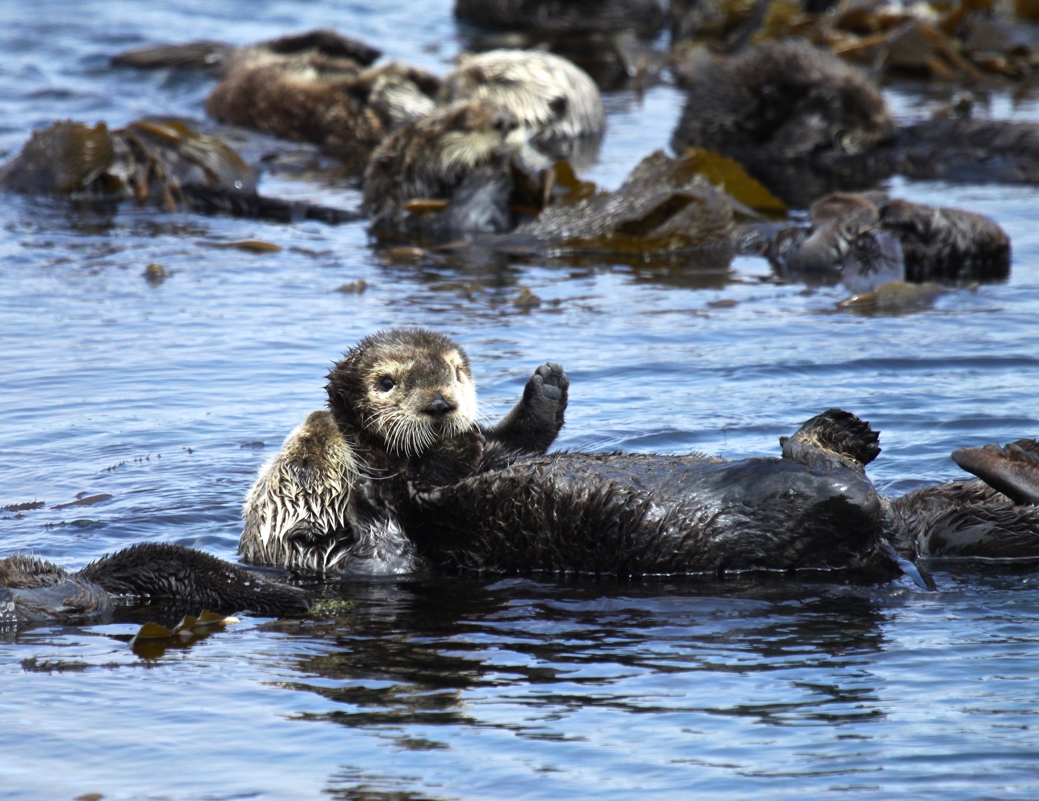 Discover 12 Fascinating Facts About Otters of the Sea.hoa - Life Begin