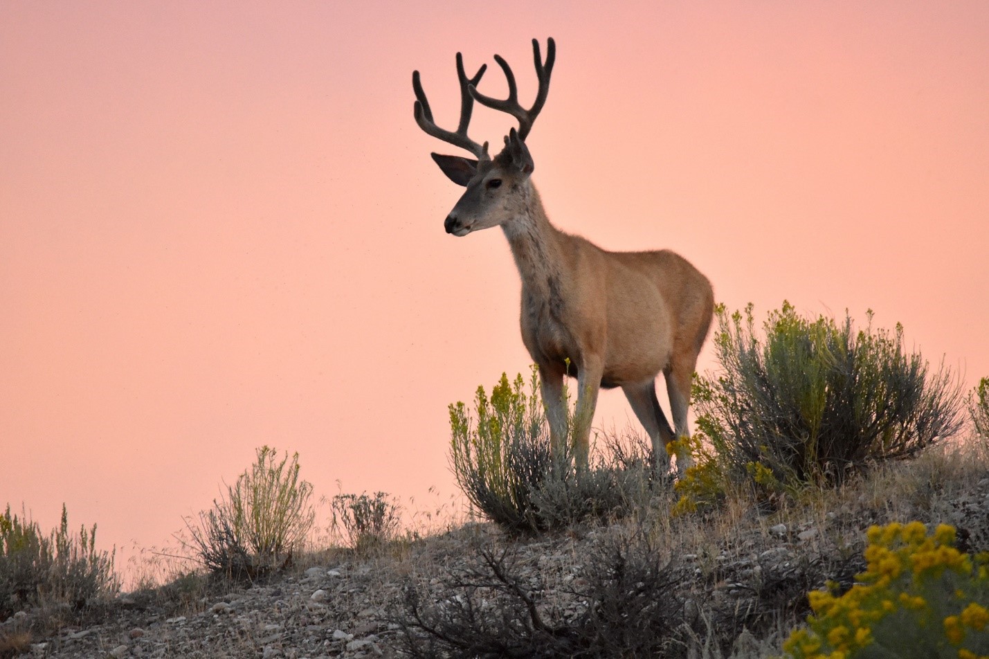 A mule deer with antlers and a pinkish-orange sky in the background.