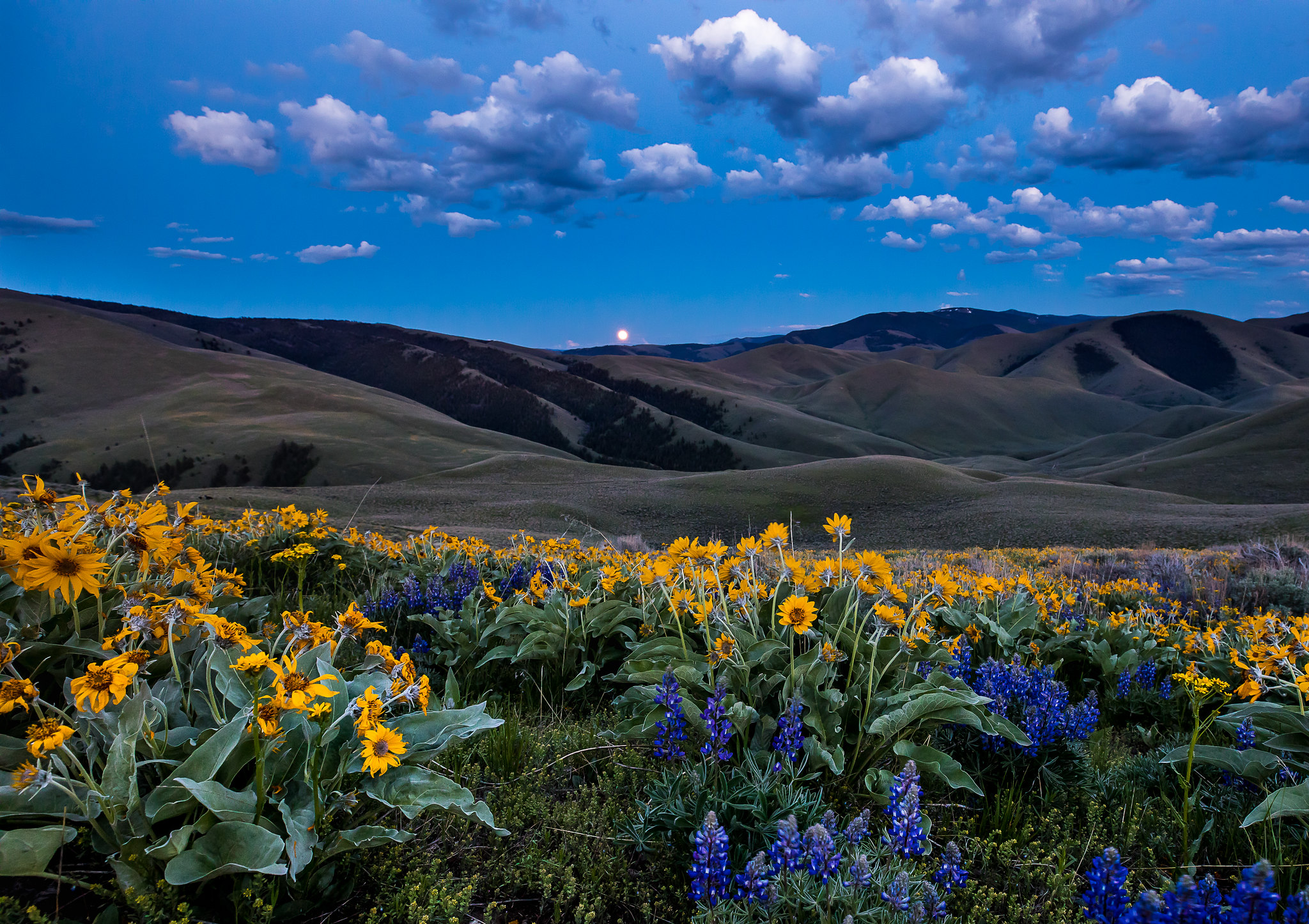 Full moon rising over a field of flowers at Lemhi Pass.