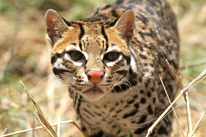 From Wild Cats to Adventure Felines U.S. Department of the Interior